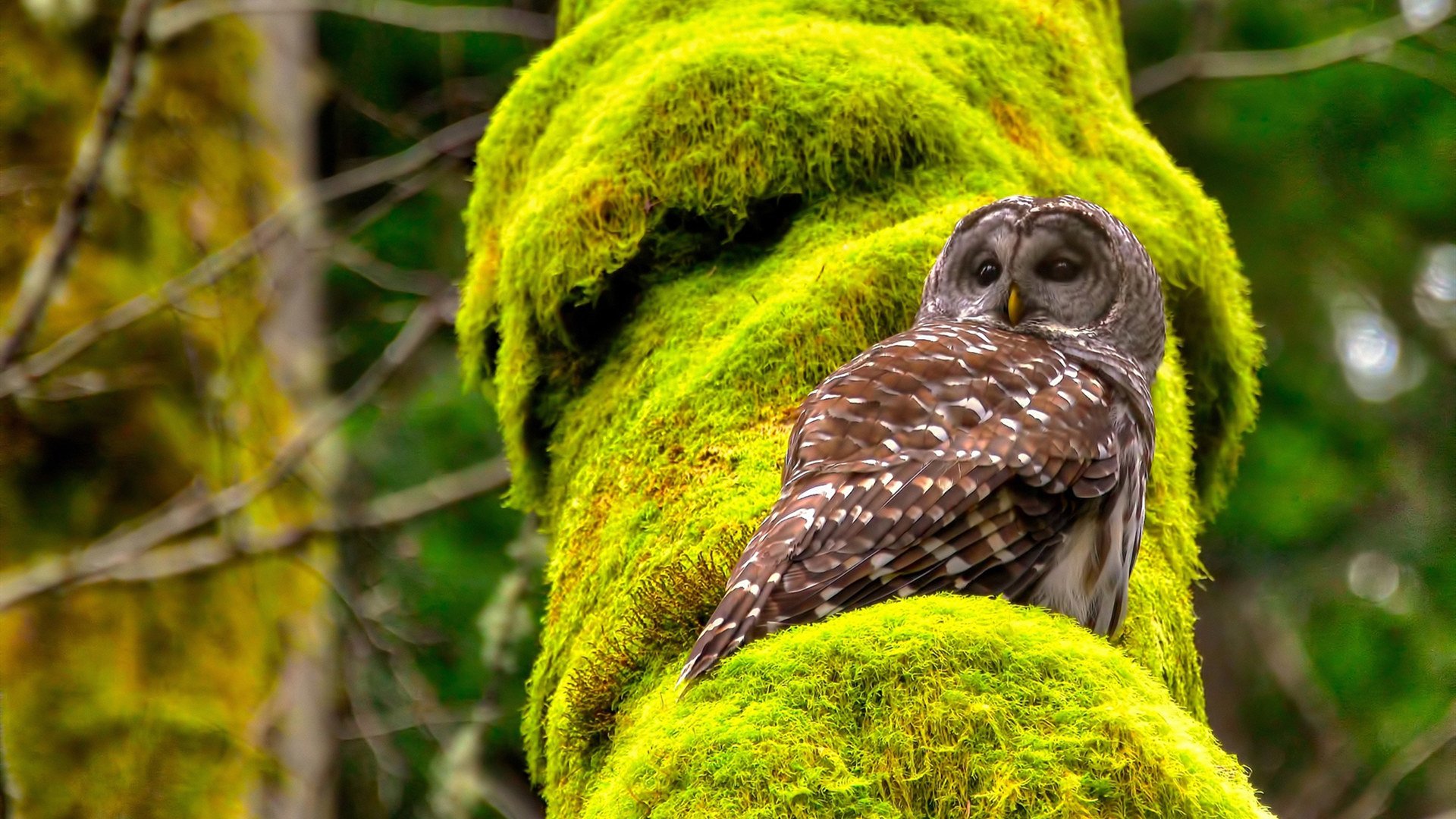 中后场传球节奏失控是否为比赛崩盘前兆,后场传球没有越位吗