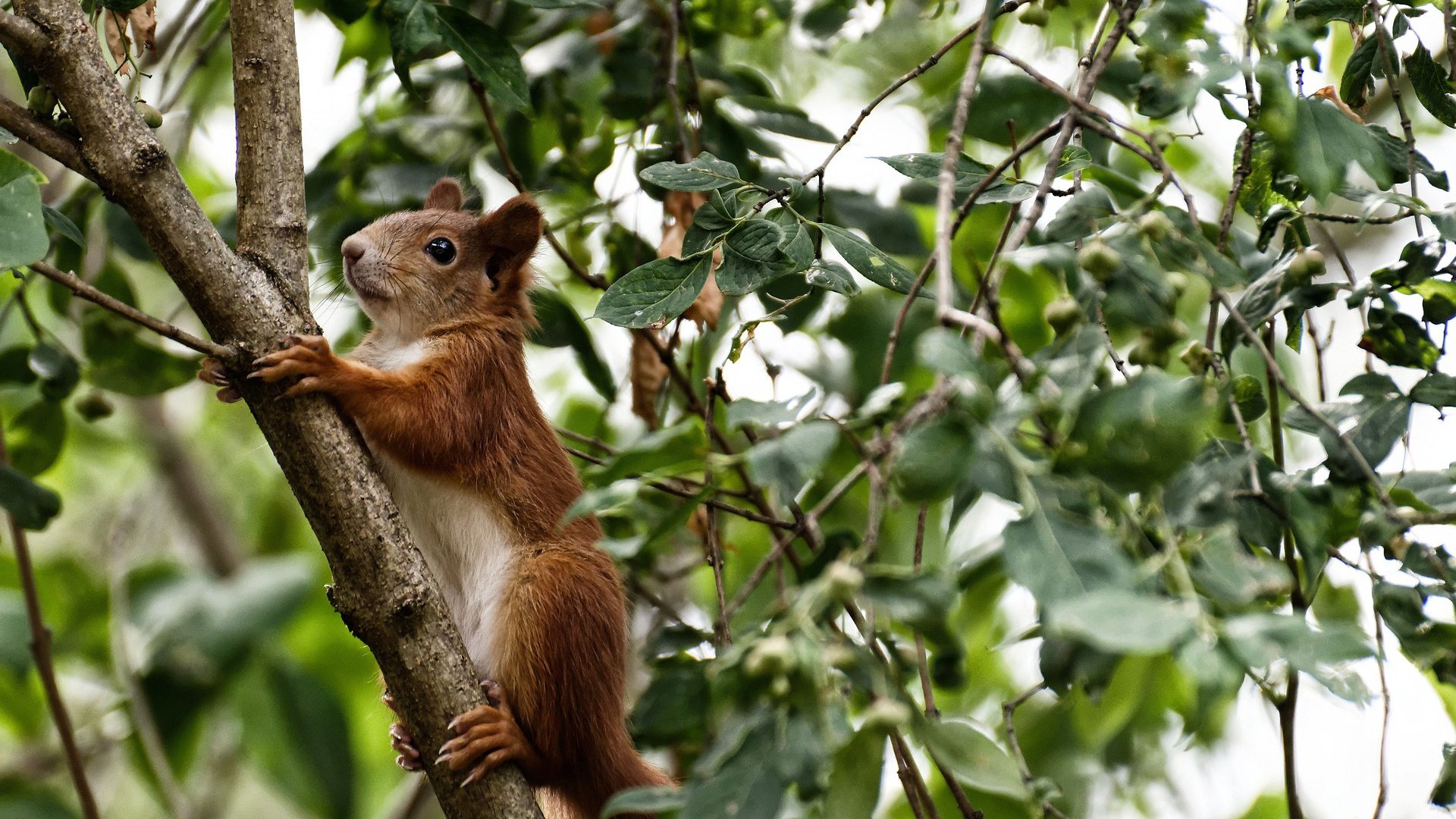 中国三人篮球男队奋力拼搏赛场表现抢眼,中国三人篮球男队战绩