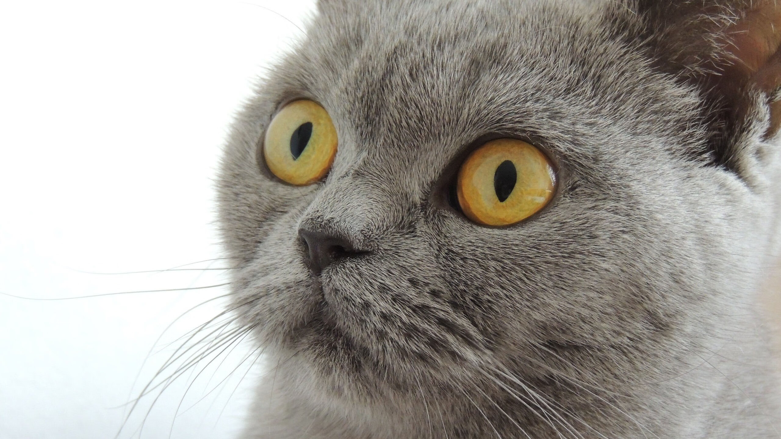 华体会在线登录-体育精神主题演讲比赛传播正能量，体育精神主题演讲比赛传播正能量文案