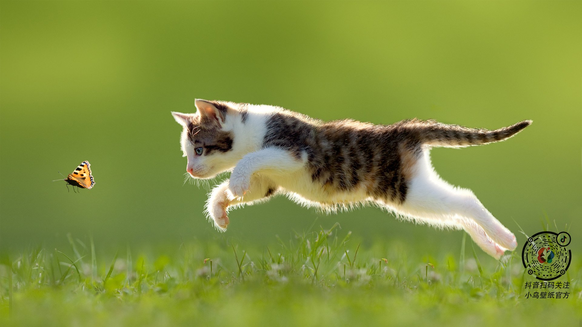 技术节奏图显示蛙泳冠军控制完美,蛙泳冠军视频欣赏