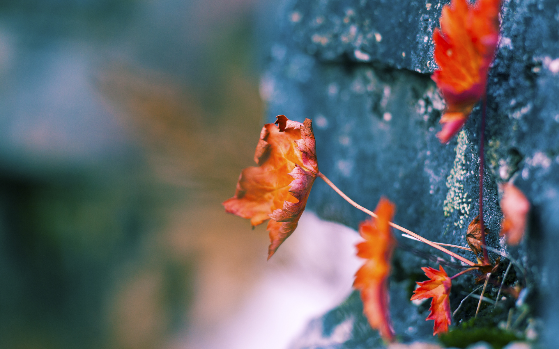 C罗转会新东家引发热议,c罗转会信息