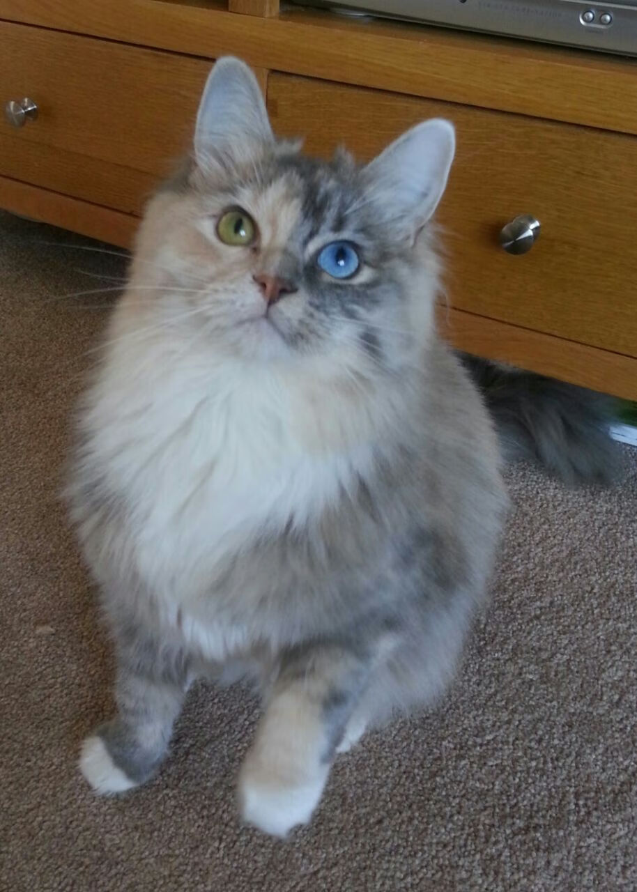 中超联赛吸引国际明星，市场影响力扩大