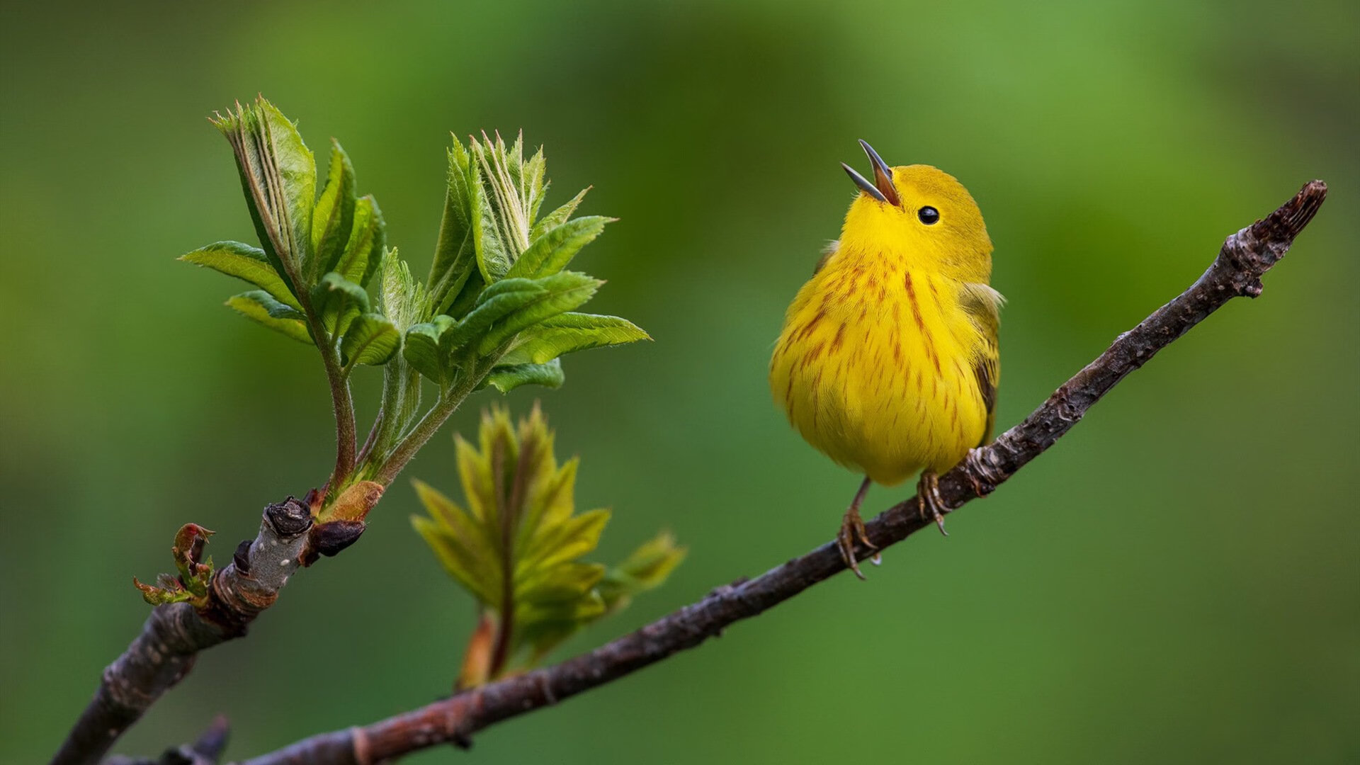 华体会app-图穆亚通过精准的传球与突破，打破对手防线，穆拉德忠·图伊奇耶夫
