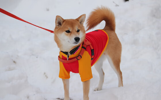 图穆亚通过精准的传球与突破，打破对手防线，穆拉德忠·图伊奇耶夫