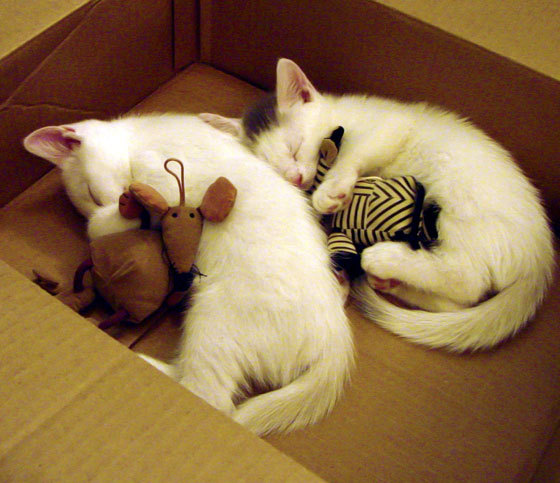 -技术细节展现功底 温斯坦表现被称赞