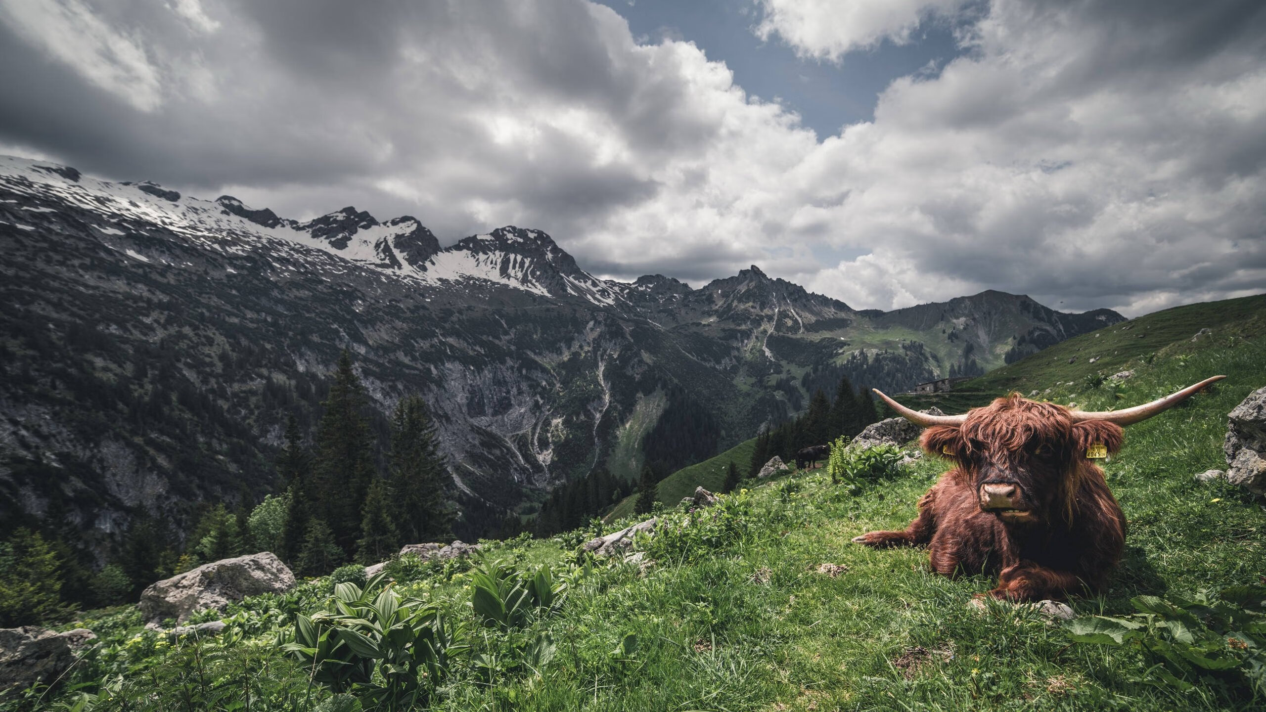 梅西带领阿根廷稳步前行,冲刺世界杯