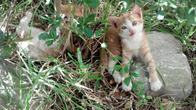 王宗源决赛发挥获教练肯定,王宗源教练是谁