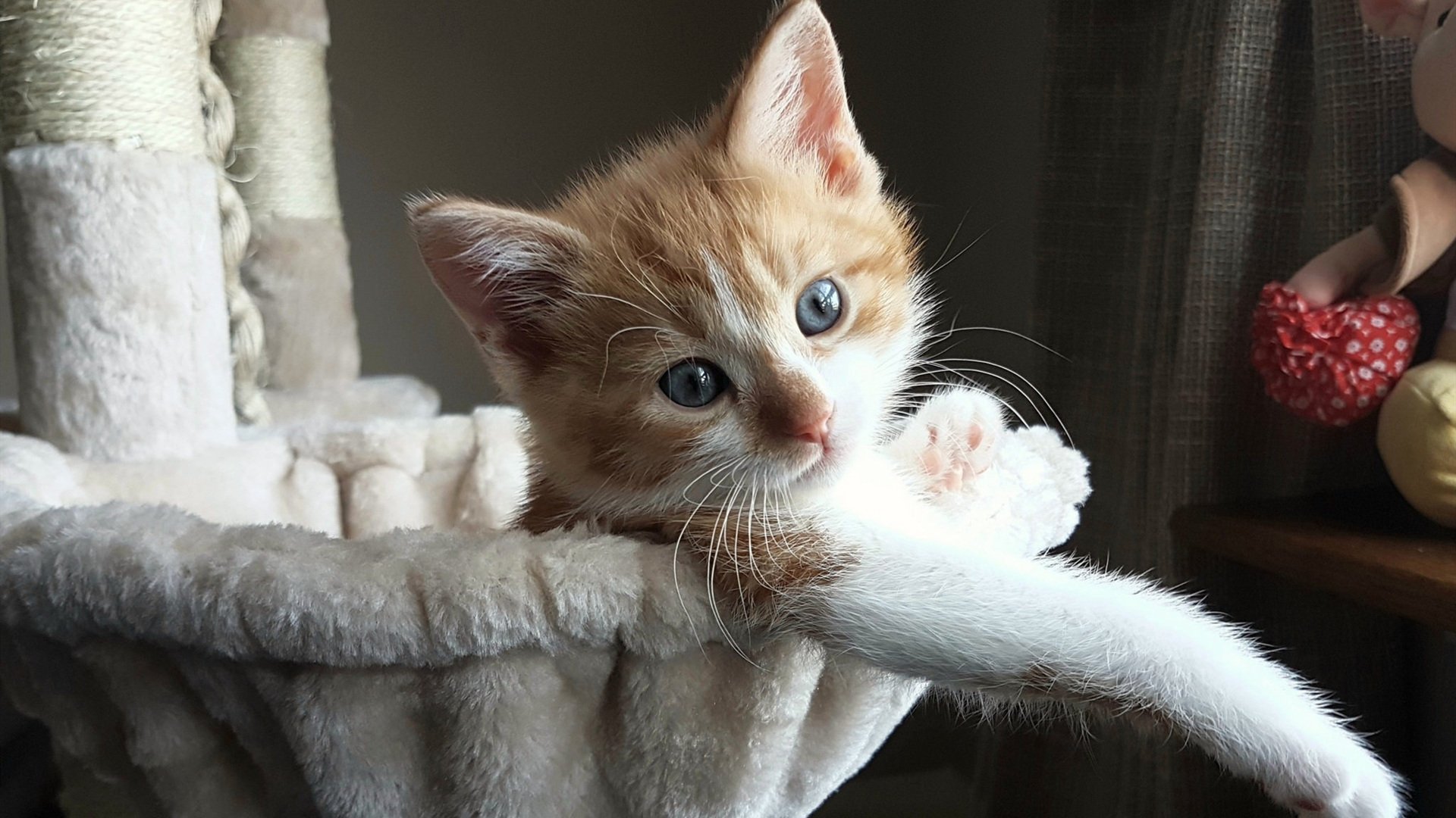 电竞赛事转播技术升级引领高清体验,电竞转播技术招聘