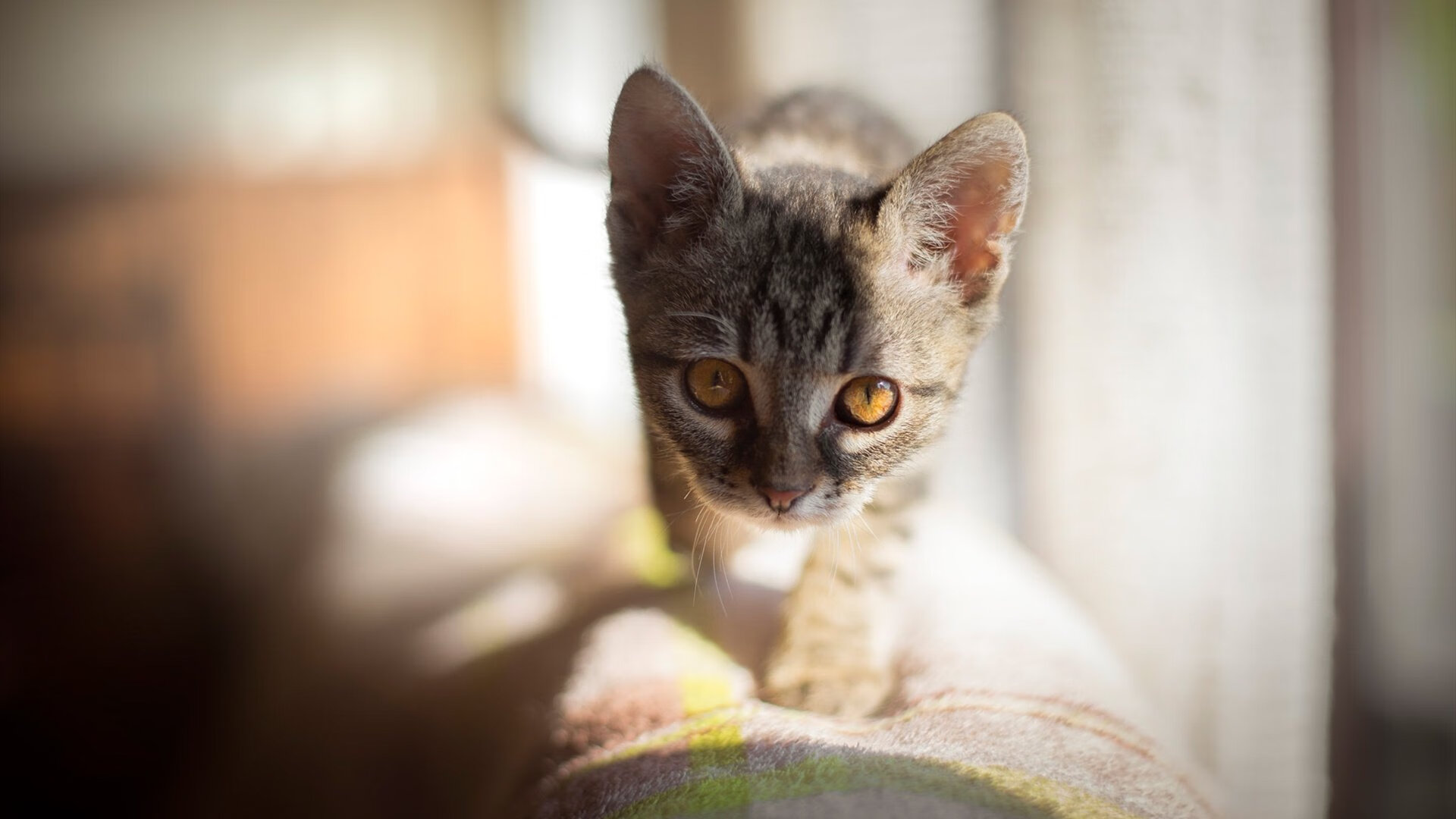 蝶泳决赛成中意选手较量新舞台,蝶泳 决赛