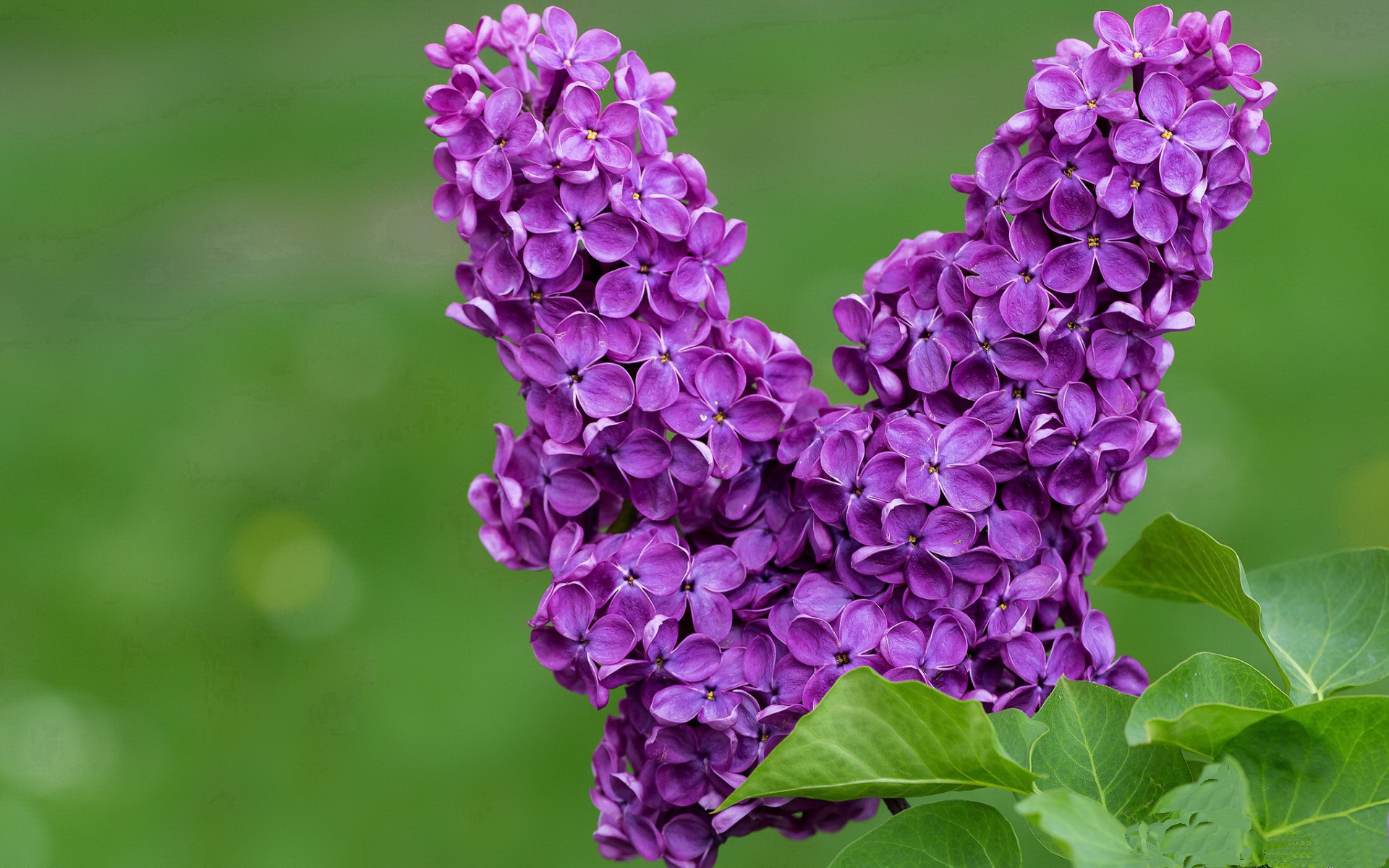 华体会app登入-6连胜在手！孔帕尼带队击败世俱杯冠军，32岁神锋梅开二度，孔帕尼告别赛