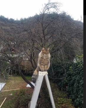 6连胜在手！孔帕尼带队击败世俱杯冠军，32岁神锋梅开二度，孔帕尼告别赛