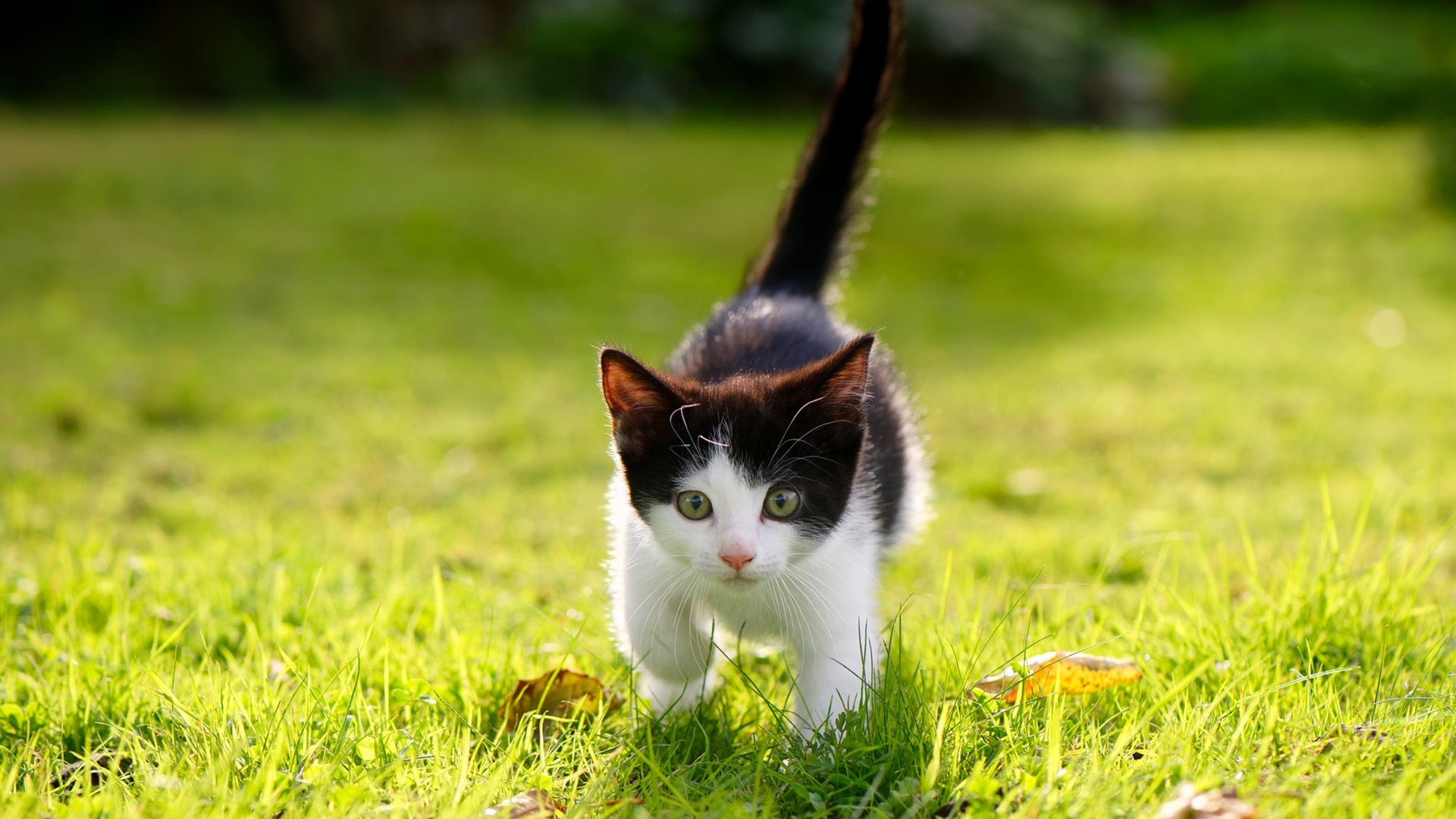 Cole Palmer决赛梅开二度引领胜利，总决赛梅奥