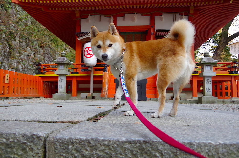 中国篮球运动员在网络舆论场中的公众关系管理策略，我国篮球运动员管理存在的弊端